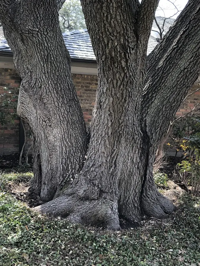Mature heritage tree close to a Islip Terrace property cared for by certified arborists